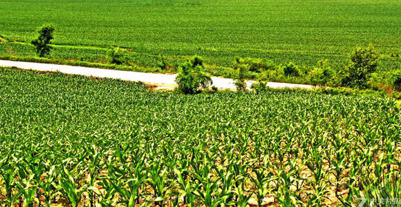 教你如何識別真假肥料！